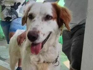 Cachorro raça Srd  idade 2 anos nome Meg