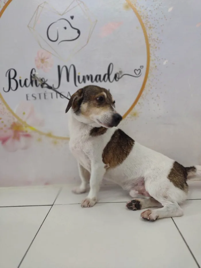 Cachorro ra a SRD mistura de Beagle idade 5 anos nome Nino