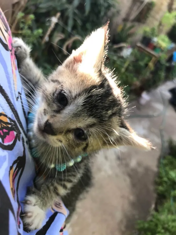 Gato ra a Não definida idade Abaixo de 2 meses nome Dundra (sugestão)