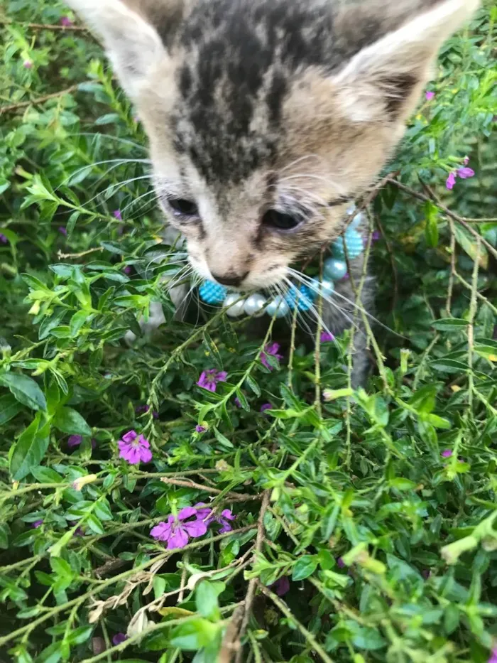 Gato ra a Não definida idade Abaixo de 2 meses nome Dundra (sugestão)