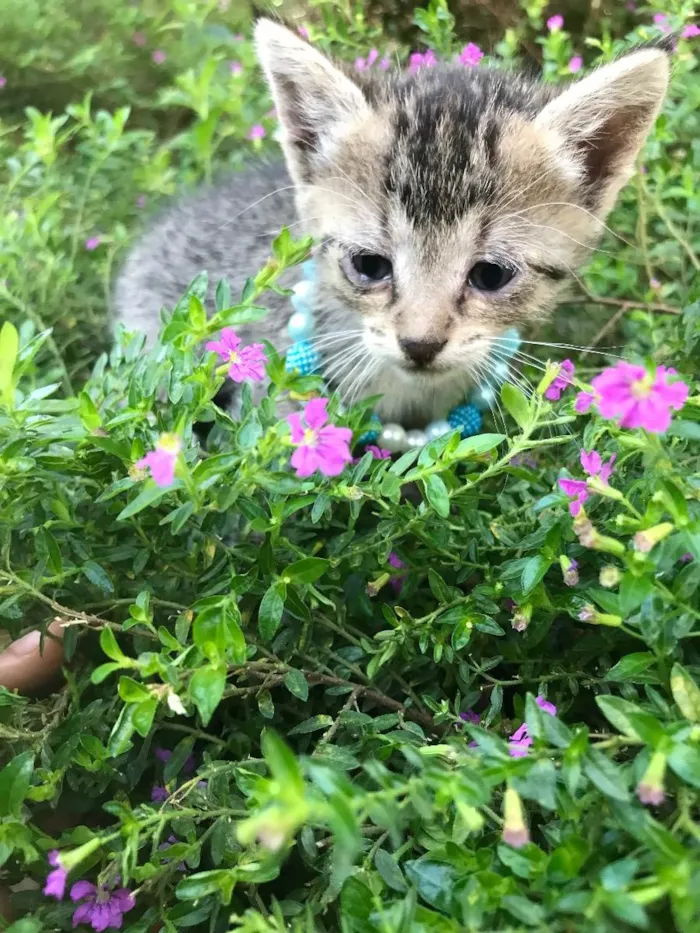 Gato ra a Não definida idade Abaixo de 2 meses nome Dundra (sugestão)