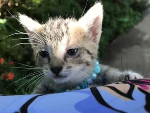Gato raça Não definida idade Abaixo de 2 meses nome Dundra (sugestão)