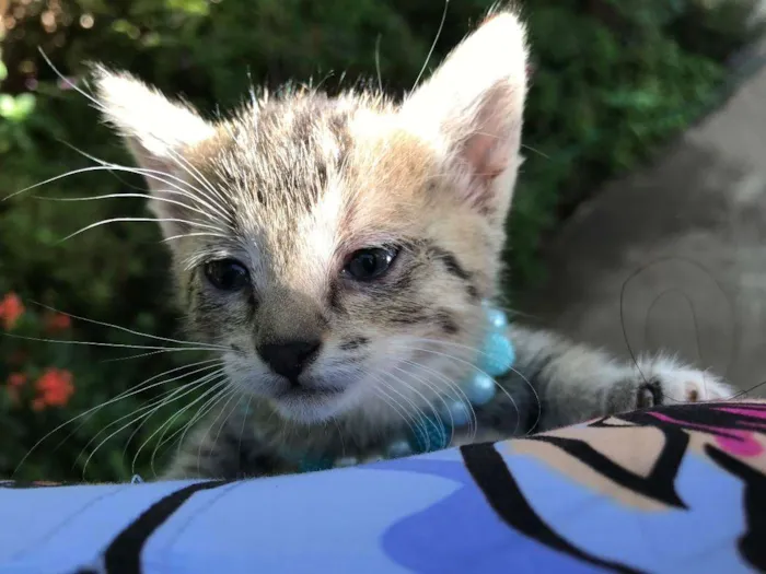 Gato ra a Não definida idade Abaixo de 2 meses nome Dundra (sugestão)