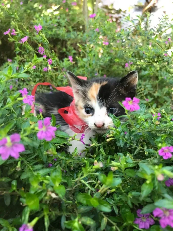 Gato ra a Não definida idade Abaixo de 2 meses nome SKY (sugestão)