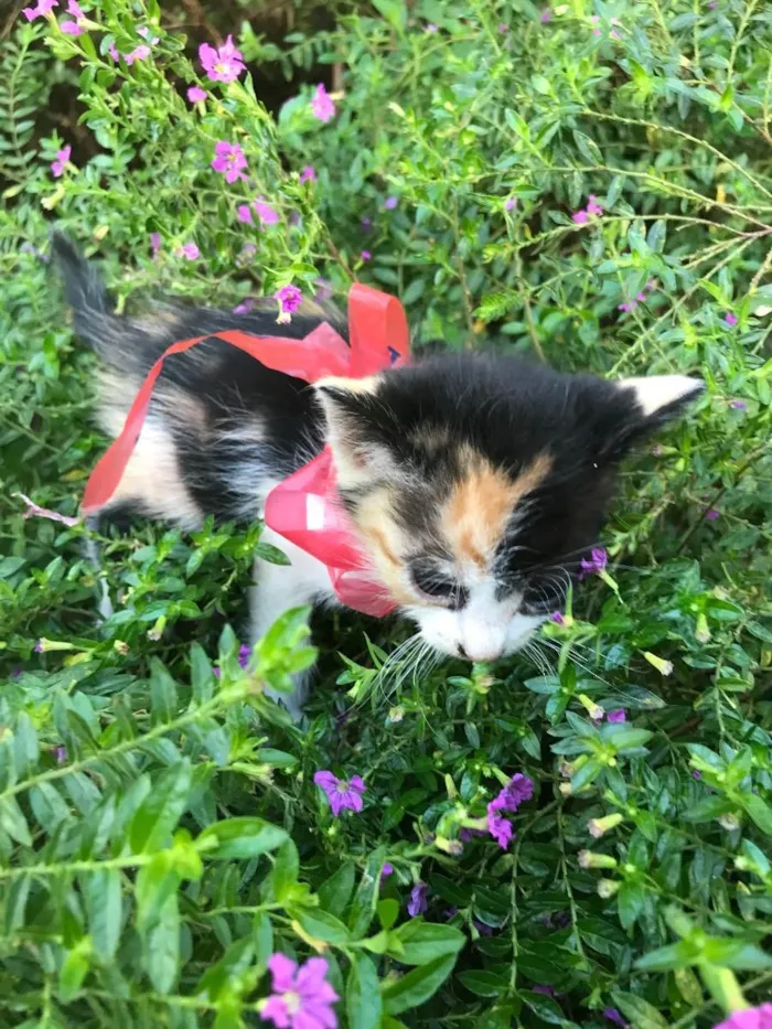 Gato ra a Não definida idade Abaixo de 2 meses nome SKY (sugestão)