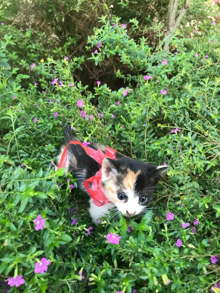 Gato ra a Não definida idade Abaixo de 2 meses nome SKY (sugestão)