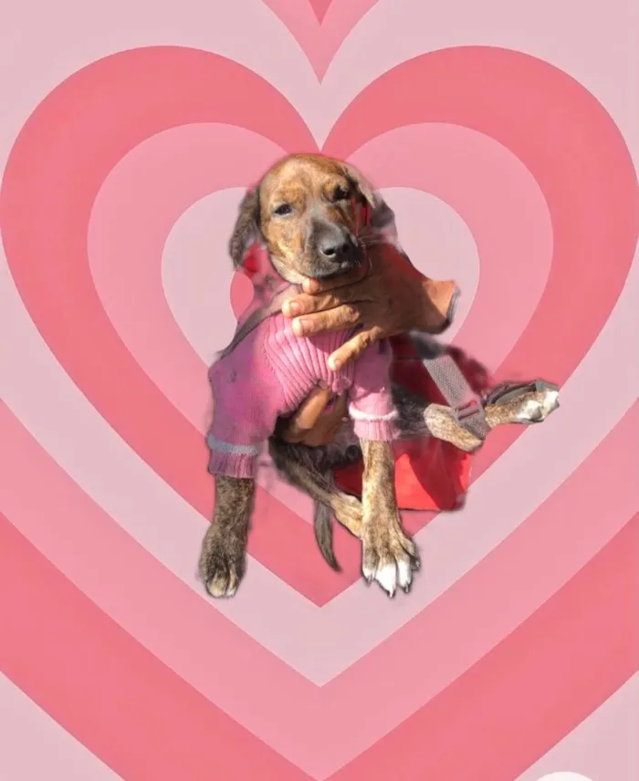 Cachorro raça Srd idade 2 a 6 meses nome Nina bb3meses 