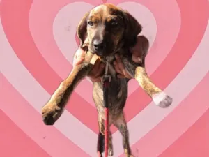 Cachorro raça Srd idade 2 a 6 meses nome Nina bb3meses 