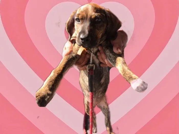 Cachorro raça Srd idade 2 a 6 meses nome Nina bb3meses 