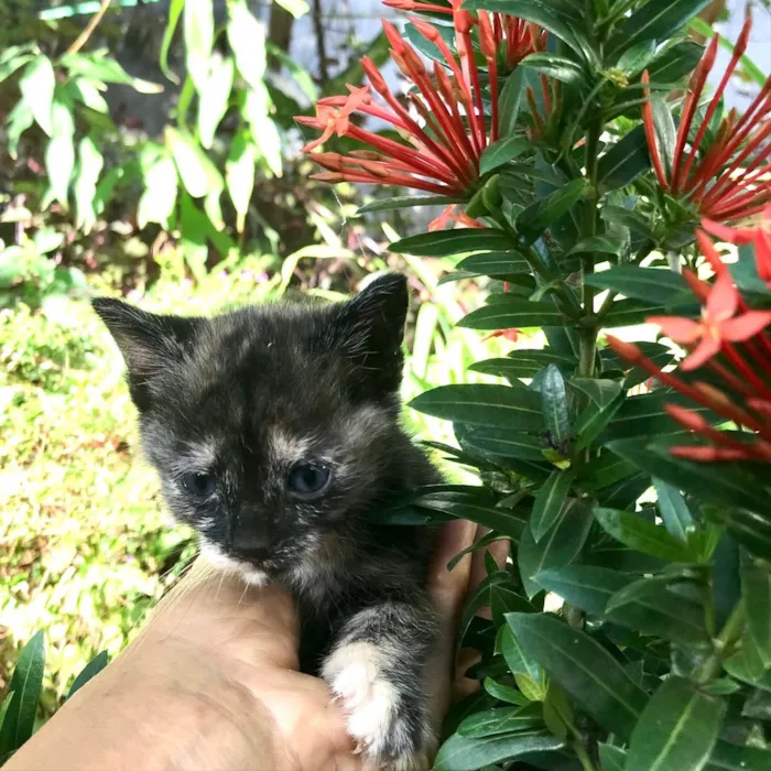 Gato ra a Não definida idade 2 a 6 meses nome Neeka 