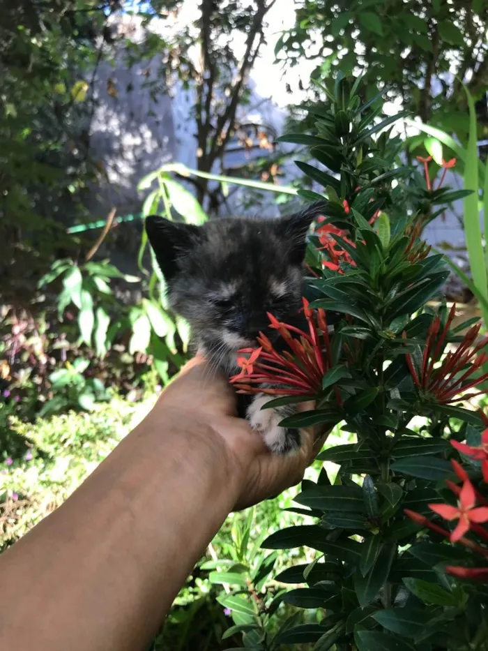 Gato ra a Não definida idade 2 a 6 meses nome Neeka 