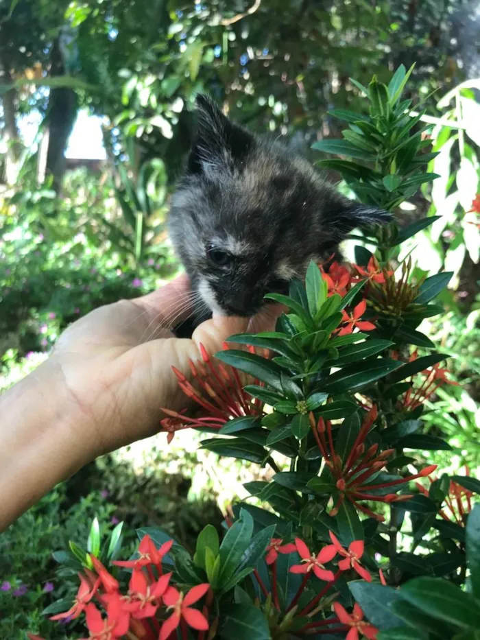 Gato ra a Não definida idade 2 a 6 meses nome Neeka 