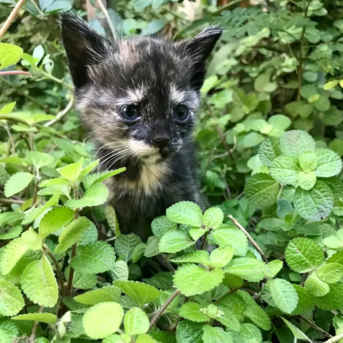 Gato ra a Não definida idade 2 a 6 meses nome Neeka 