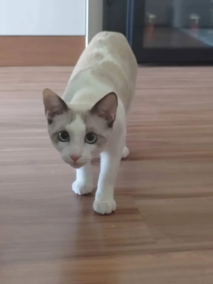 Gato raça srd idade 1 ano nome Pipoca