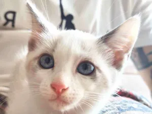 Gato raça srd idade 1 ano nome Pipoca