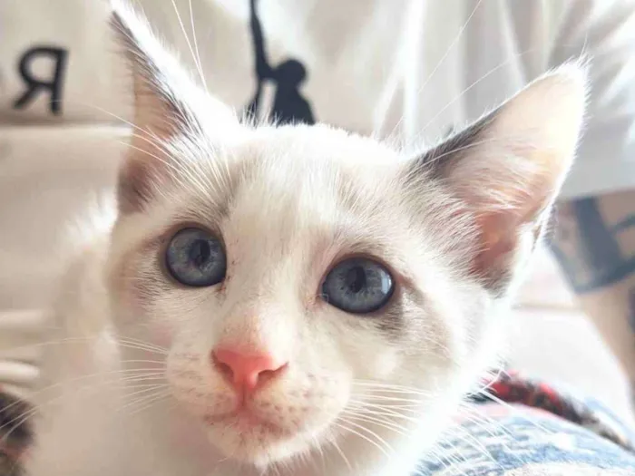 Gato raça srd idade 1 ano nome Pipoca