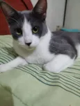 Gato raça srd idade 1 ano nome Joaquim