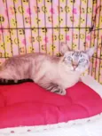 Carmela