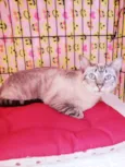 Carmela