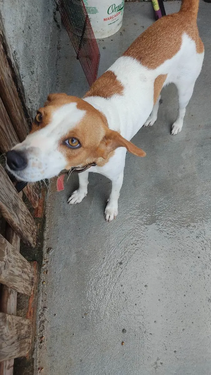 Cachorro ra a Não definida  idade 1 ano nome Fofinha