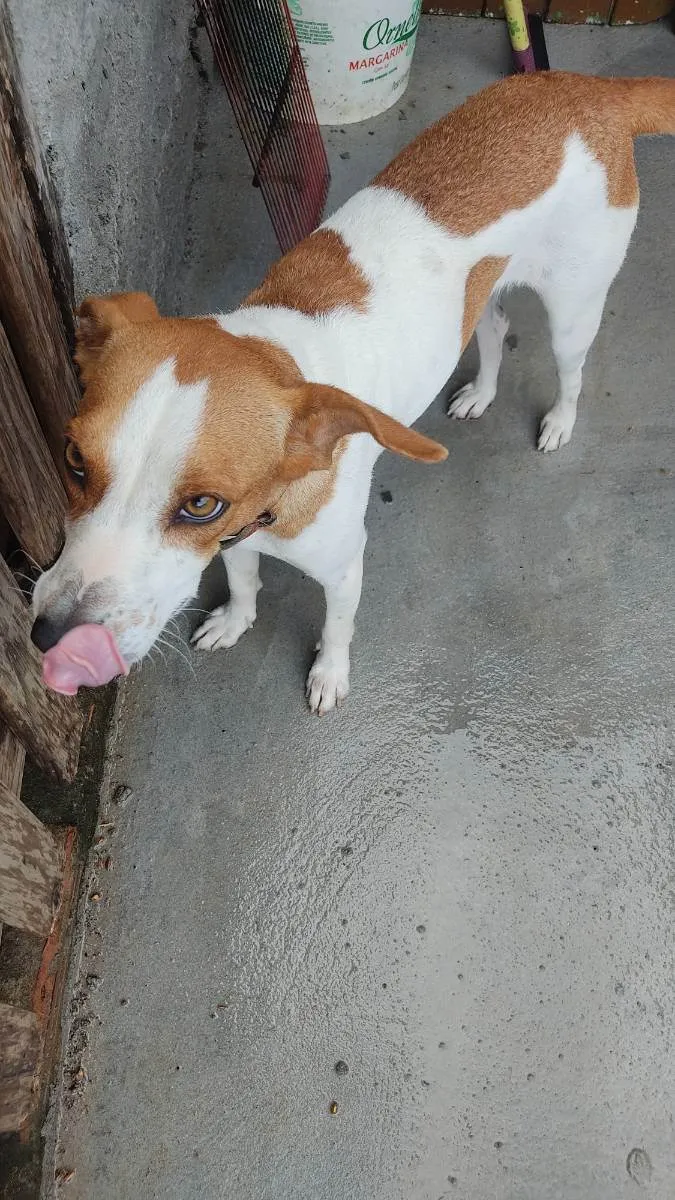 Cachorro ra a Não definida  idade 1 ano nome Fofinha