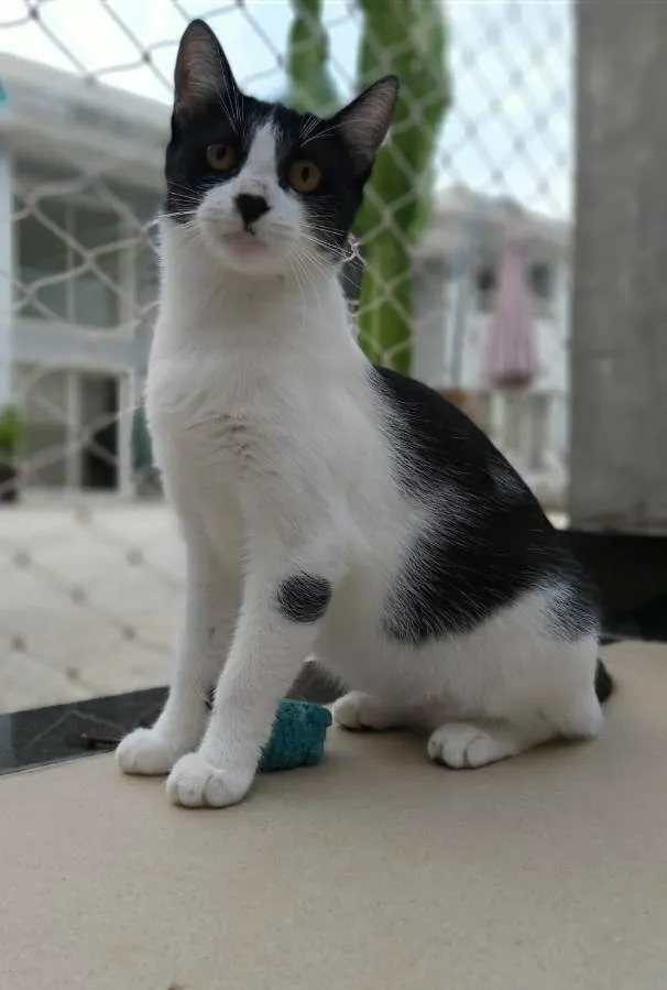 Gato ra a srd frajolinha  idade 1 ano nome MAGGIE