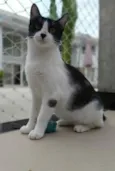 MAGGIE