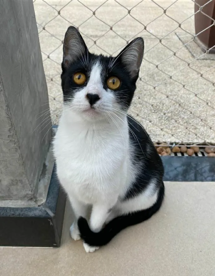 Gato ra a srd frajolinha  idade 1 ano nome MAGGIE