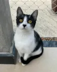 MAGGIE