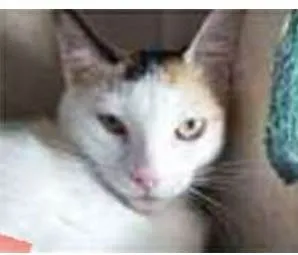 Gato ra a srd tricolor idade 7 a 11 meses nome DÁLIA