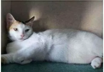 Gato ra a srd tricolor idade 7 a 11 meses nome DÁLIA