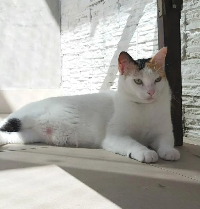 Gato ra a srd tricolor idade 7 a 11 meses nome DÁLIA