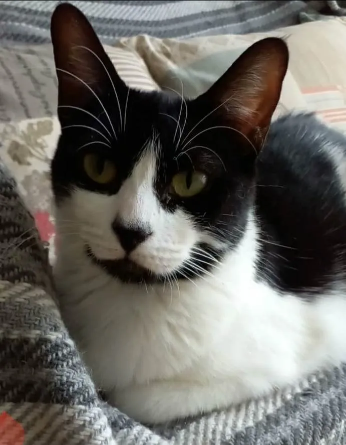 Gato ra a srd frajolinha  idade 2 anos nome FILÓ