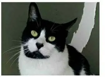 Gato ra a srd frajolinha  idade 2 anos nome FILÓ