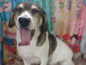 Cachorro raça SRD mistura de Beagle idade 5 anos nome Nino