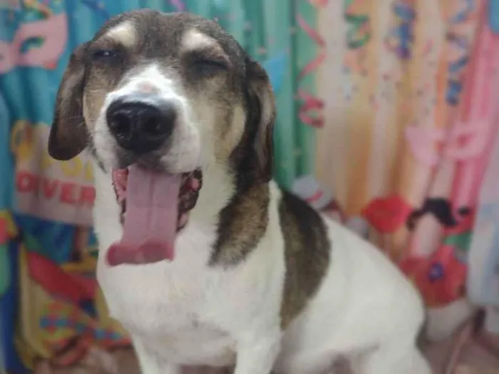 Cachorro ra a SRD mistura de Beagle idade 5 anos nome Nino