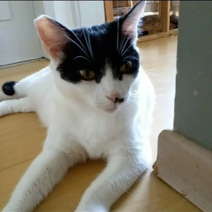 Gato ra a srd frajolinha  idade 2 anos nome ATHENA