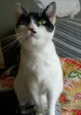 ATHENA