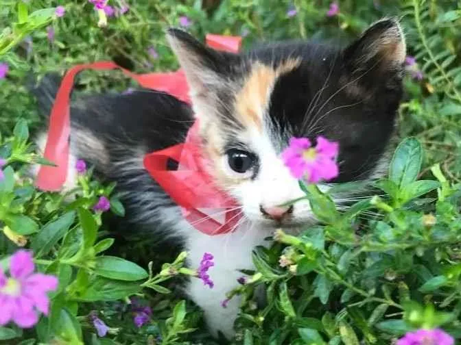 Gato ra a Não definida idade Abaixo de 2 meses nome SKY (sugestão)