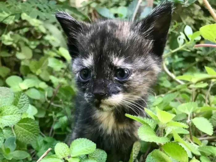 Gato ra a Não definida idade 2 a 6 meses nome Neeka 