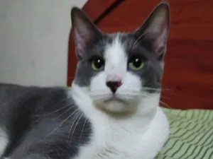 Gato raça srd idade 1 ano nome Joaquim