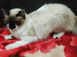 Gato raça srd idade 7 a 11 meses nome Meg
