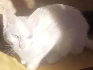 Gato raça Srd idade 2 a 6 meses nome Branca 