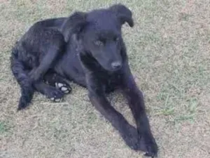 Cachorro raça SRN idade 2 a 6 meses nome Thor e Laila 