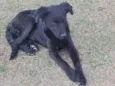 Thor e Laila
