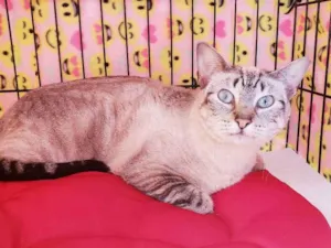 Gato raça Srd  idade 3 anos nome Carmela