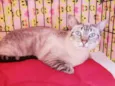 Carmela