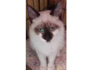 Gato raça Srd idade 2 a 6 meses nome Lindão 