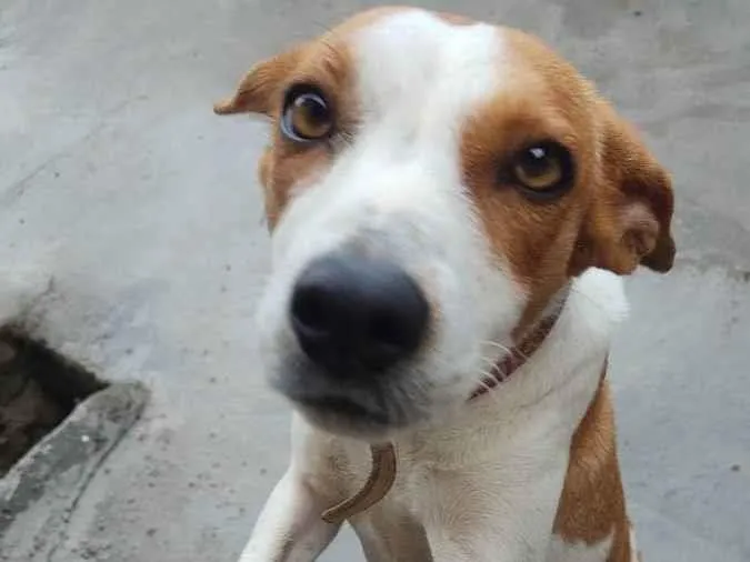 Cachorro ra a Não definida  idade 1 ano nome Fofinha