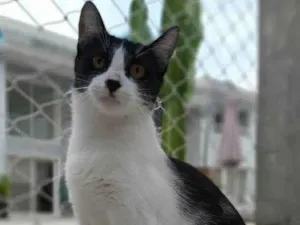 Gato raça srd frajolinha  idade 1 ano nome MAGGIE